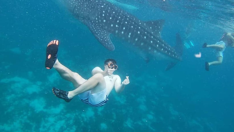 Cebu: Whale Sharks, Kawasan Falls, & Sardines Run Snorkeling - Moalboal Sardines Run and sea turtles: the schooling show under the surface