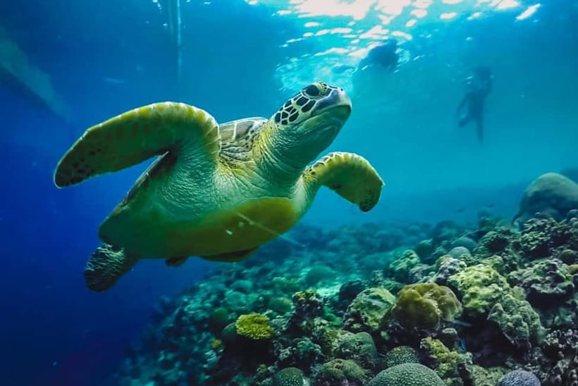 Cebu: Whale Sharks, Kawasan Falls, & Sardines Run Snorkeling - Who this tour suits best (and who should skip it)