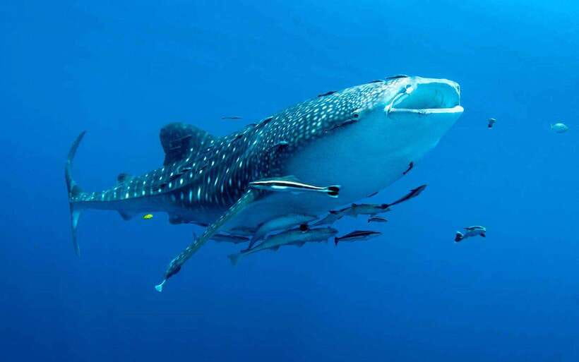 Cebu: Whale Sharks, Tumalog Falls, and Monkey Sanctuary Tour - Key things I’d circle on your plan
