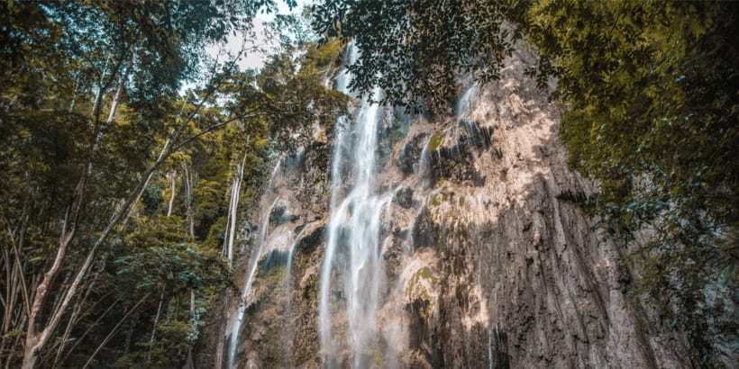 Cebu: Whale Sharks, Tumalog Falls, and Monkey Sanctuary Tour - Should you book the Cebu Oslob whale-shark, Tumalog Falls, and monkey sanctuary tour?