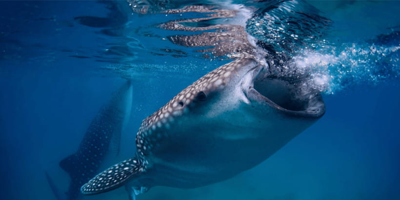 Cebu: Whale Sharks, Tumalog Falls, and Monkey Sanctuary Tour - Tumalog Falls swim: cool water, jungle views, and a fallback