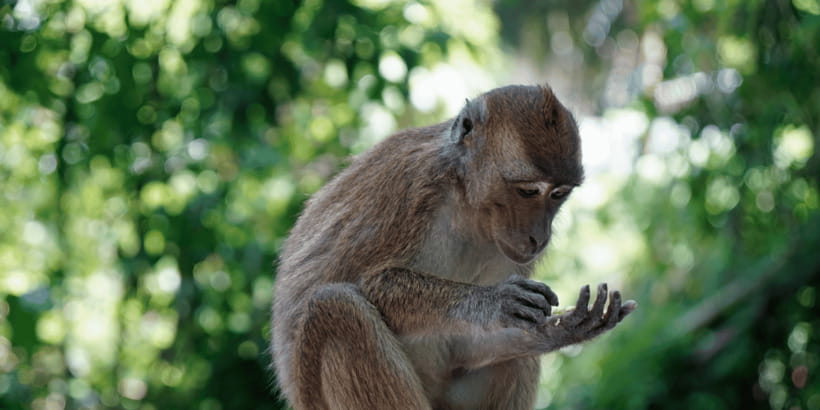 Cebu: Whale Sharks, Tumalog Falls, and Monkey Sanctuary Tour - The monkey sanctuary: close encounters with rules and conservation