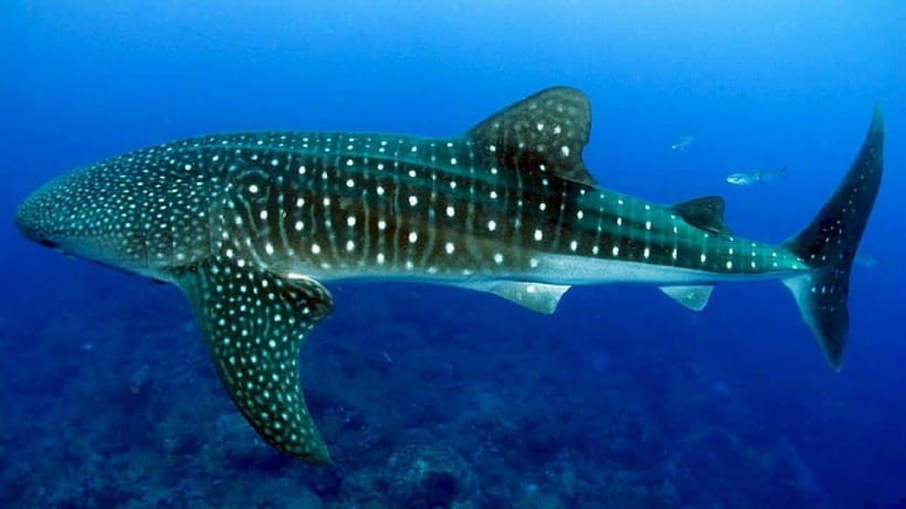 Cebu: Whaleshark Encounter, Sumilon Sandbar & Tumalog Falls - Sumilon Island Sandbar: Where Snorkeling Meets “Okay, This Is It”
