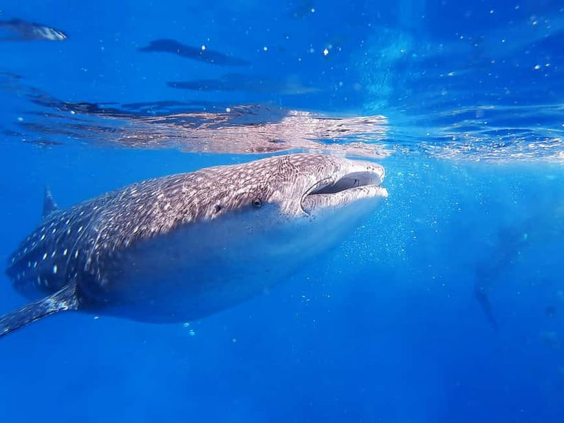 Cebu: Whaleshark Encounter, Sumilon Sandbar & Tumalog Falls - The Schedule Rhythm: Pickup, Driving Time, and Travel Fatigue