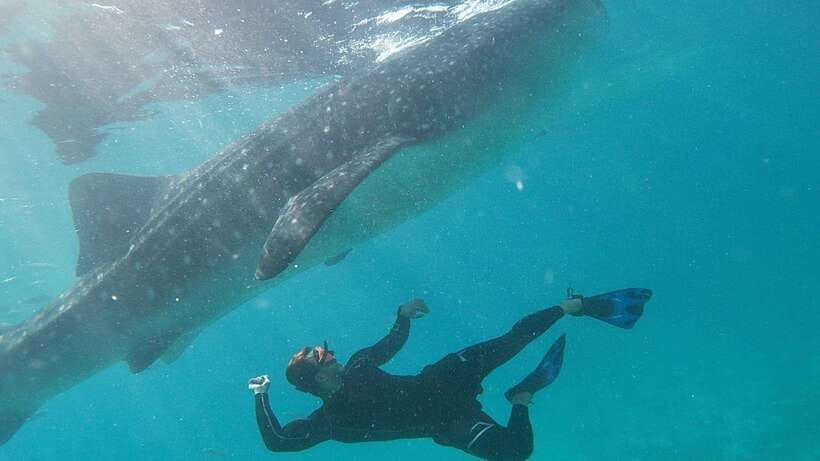 Cebu: Whaleshark Encounter, Tumalog Falls & Sumilon Sandbar - Key things that make this day trip worth your attention