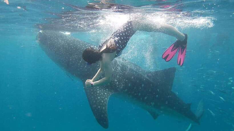 Cebu: Whaleshark Encounter, Tumalog Falls & Sumilon Sandbar - How this Cebu day trip really feels, whale sharks to waterfalls