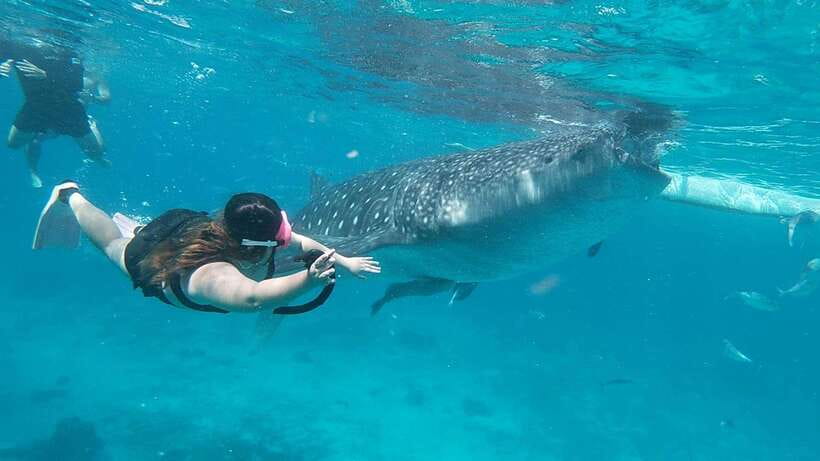 Cebu: Whaleshark Encounter, Tumalog Falls & Sumilon Sandbar - Pickup logistics across Cebu, and why the day starts clean