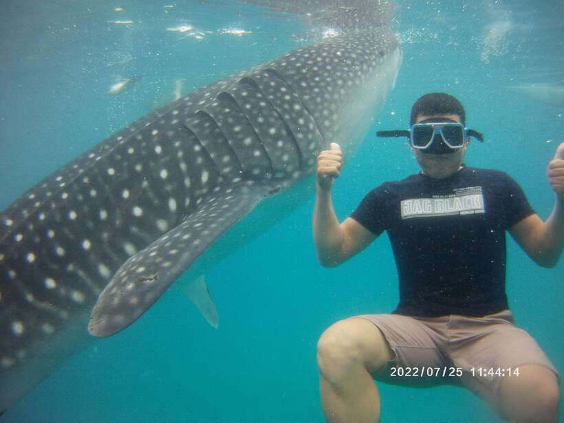 Cebu: Whaleshark Encounter, Tumalog Falls & Sumilon Sandbar - Price and what you actually get for $126