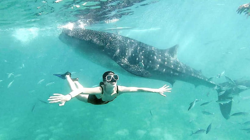 Cebu: Whaleshark Swimming & Kawasan falls Canyoneering Tour - Key Points You Should Know Before You Go