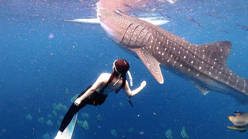 Cebu: Whaleshark Swimming & Kawasan falls Canyoneering Tour - The Value: Why This Combo Tour Can Be Worth $121