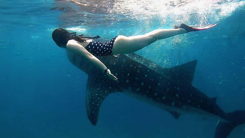 Cebu: Whaleshark Swimming & Kawasan falls Canyoneering Tour - Oslob Whale Sharks: Priority Number, Waiting, and a Real Rule Set