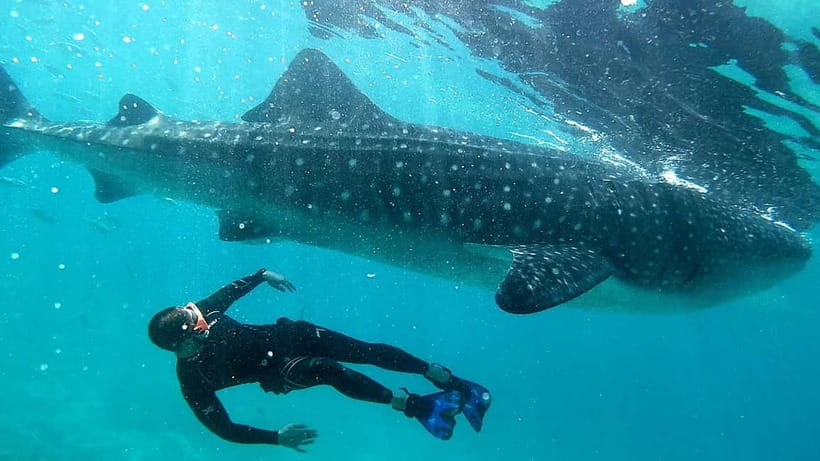 Cebu: Whaleshark Swimming & Kawasan falls Canyoneering Tour - Kawasan Canyoneering: Jump, Swim, Trek, Repeat