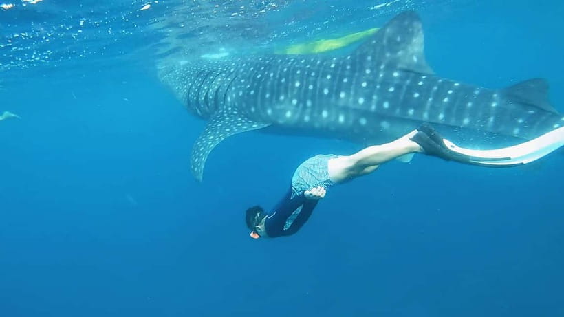 Cebu: Whaleshark Swimming & Kawasan falls Canyoneering Tour - Ride Back to Cebu: Long, But at Least You’re Done