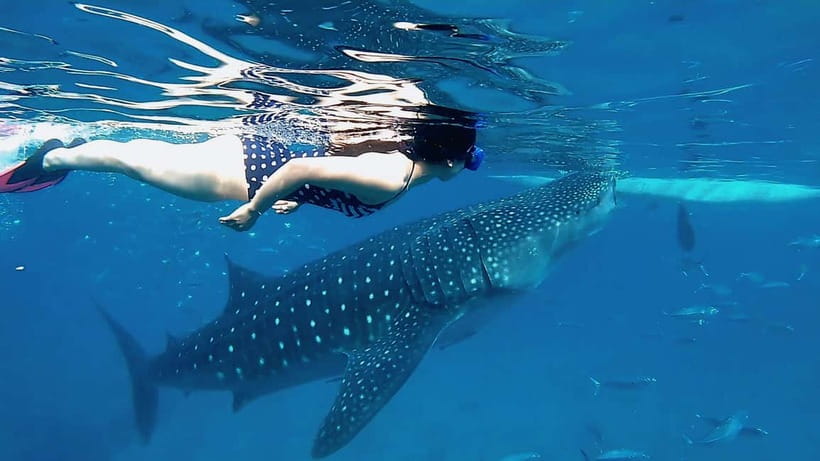 Cebu: Whaleshark Swimming & Kawasan falls Canyoneering Tour - Morning Start: Hotel Pickup and the Long Drive to Oslob