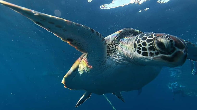 Cebu: Whaleshark Swimming & Moalboal Snorkelling Day Trip - Key highlights you’ll actually feel on the day