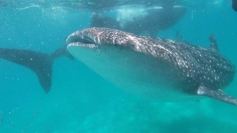 Cebu: Whaleshark Swimming & Moalboal Snorkelling Day Trip - Moalboal snorkeling: sardines, turtles, and that steady rhythm