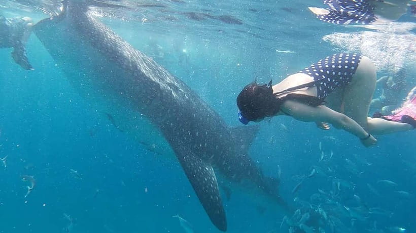 Cebu: Whaleshark Swimming & Moalboal Snorkelling Day Trip - The drive to and from Cebu: long day logistics that matter