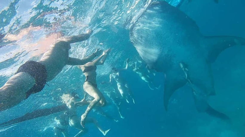 Cebu: Whaleshark Swimming & Moalboal Snorkelling Day Trip - Price and value: what $122 gets you and what it doesn’t