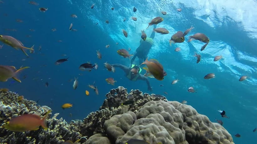 Cebu: Whaleshark Swimming & Moalboal Snorkelling Day Trip - What to bring so your day feels smooth
