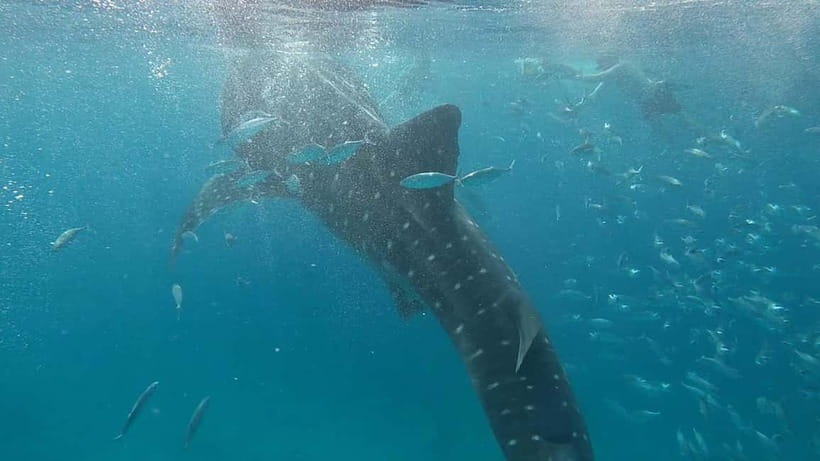 Cebu: Whaleshark Swimming & Moalboal Snorkelling Day Trip - Who this tour fits best