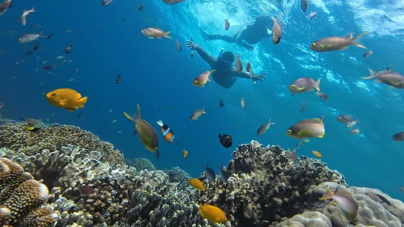 Cebu: Whaleshark Swimming & Moalboal Snorkelling Day Trip - Oslob whale sharks: the moment you picture before you go