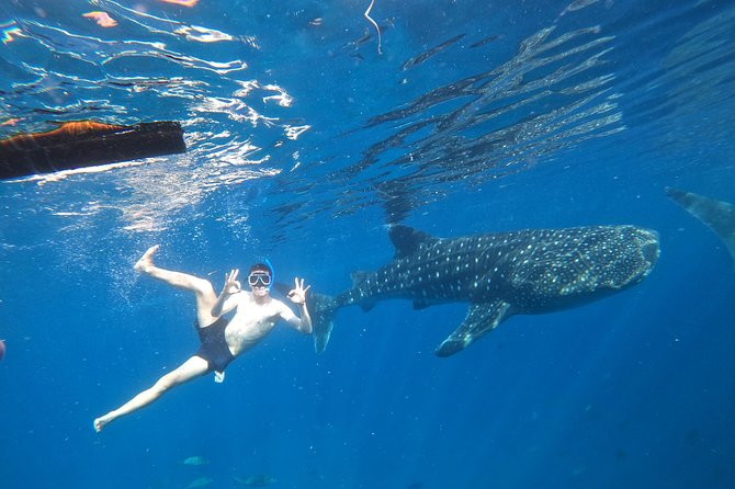 Cebu Whaleshark Tour - Key points worth knowing