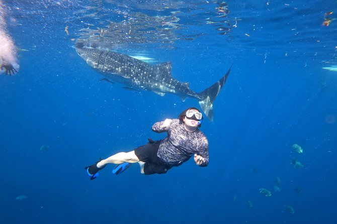 Cebu Whaleshark Tour - Price and value, plus the extra entrance fees
