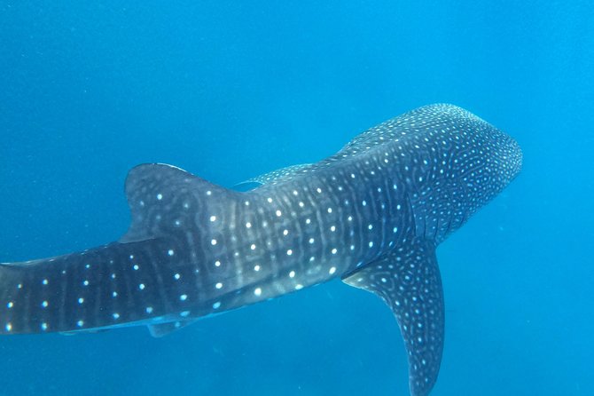 Cebu Whaleshark Tour - Is it worth it for you?