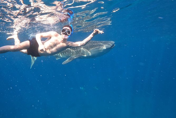 Cebu Whaleshark Tour - The snorkel with whale sharks, including the 30-minute window