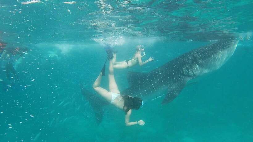 Cebu: WhaleShark , Tumalog Falls, & Sardine Run Snorkeling - From hotel pickup to Oslob, why this day feels like a real route