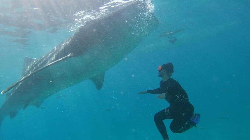 Cebu: WhaleShark , Tumalog Falls, & Sardine Run Snorkeling - Moalboal sardines run: how the school of fish turns into a show
