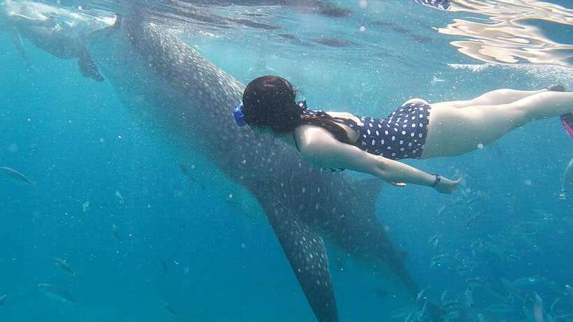 Cebu: WhaleShark , Tumalog Falls, & Sardine Run Snorkeling - Price and value: what $124 buys you in real terms