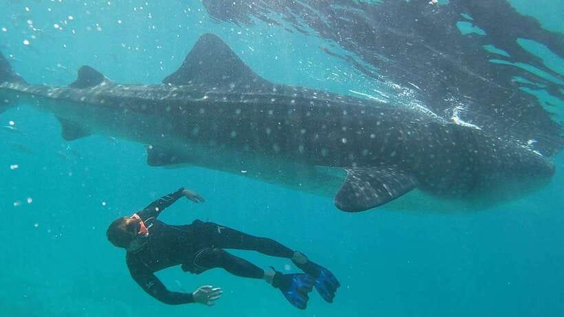 Cebu: WhaleShark , Tumalog Falls, & Sardine Run Snorkeling - Oslob whale sharks: gentle giants and the shared-boat reality