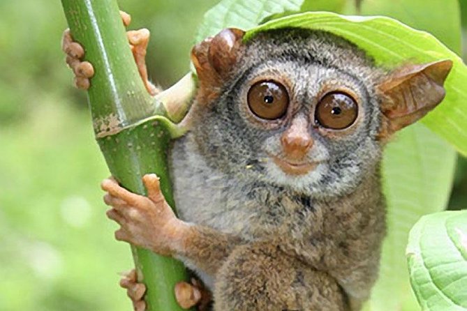 Chocolate hills tour with Tarsier & Loboc river Buffet Lunch (half-day tour) - Bilar Man-Made Forest: Short Stop, Good Reset
