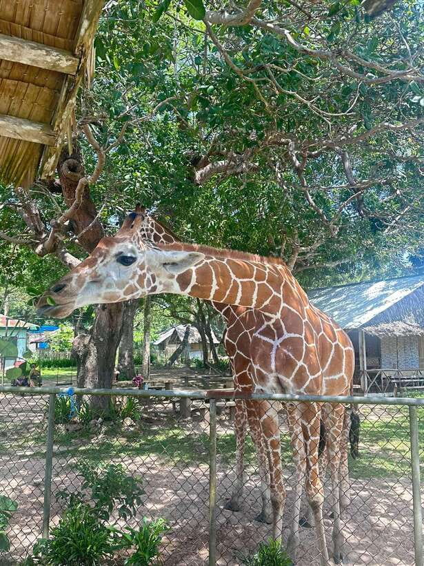 Coron: Calauit Safari Black Island Lunch & Transfer included - Price and value: is $94 per person a good deal?