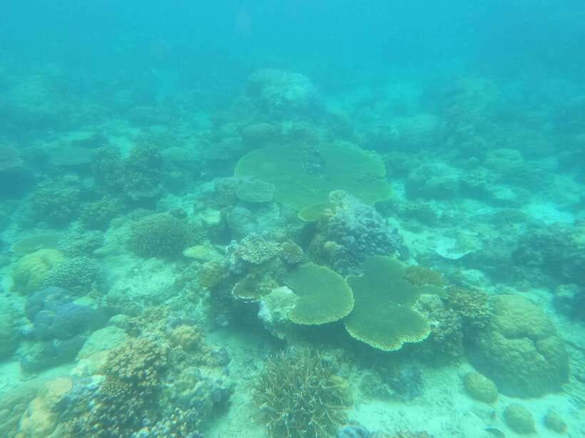 Coron: Dugong Watching with Sea Turtle and Coral Garden tour - Breakfast, queue control, and the “small group” feeling