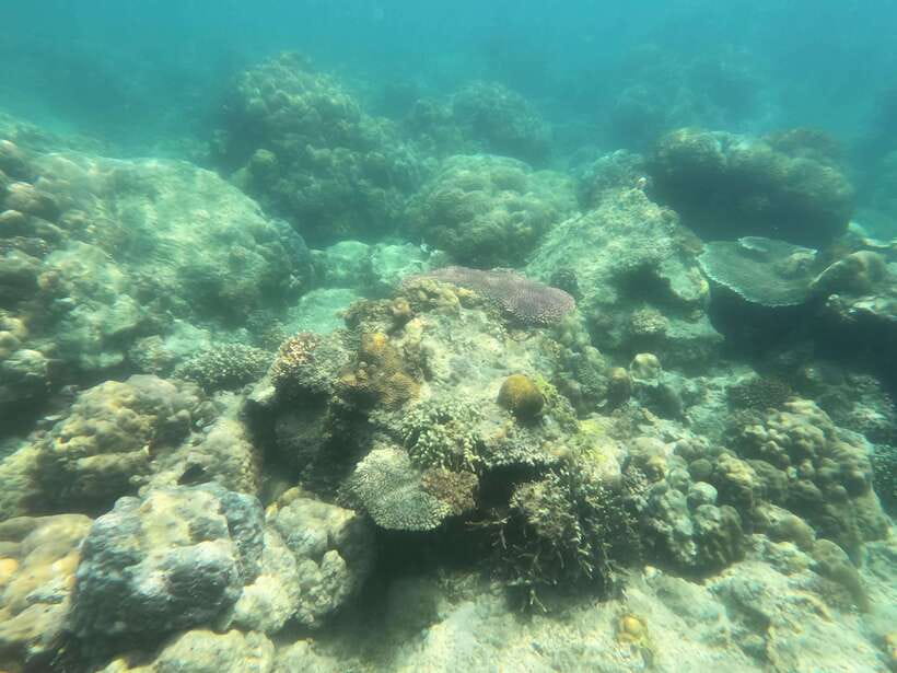 Coron: Dugong Watching with Sea Turtle and Coral Garden tour - Price and value: what $155 buys you in the real world