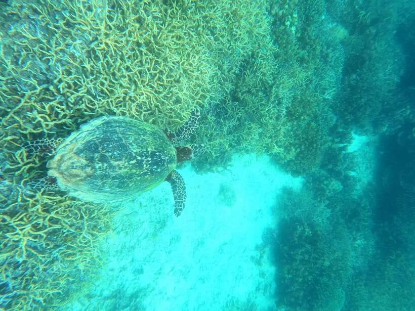 Coron: Dugong Watching with Sea Turtle and Coral Garden tour - What to pack: the items that help most