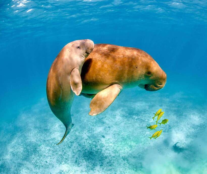 Coron: Dugong Watching with Sea Turtle and Coral Garden tour - Getting to Busuanga: early pickup and a real long day