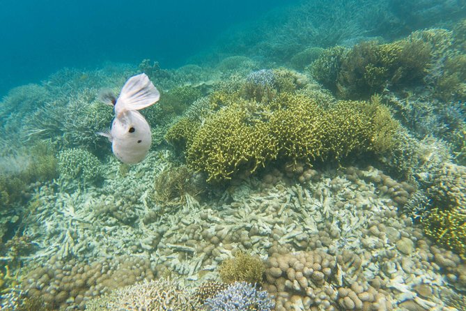 Coron Island Tour B (Private) - Skeleton Wreck: swimming near a ship, with tide in mind