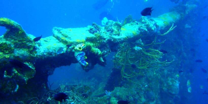 Coron Private Tour D: Reef and Wrecks - Price and value at $120 per person for a private reef-and-wreck day