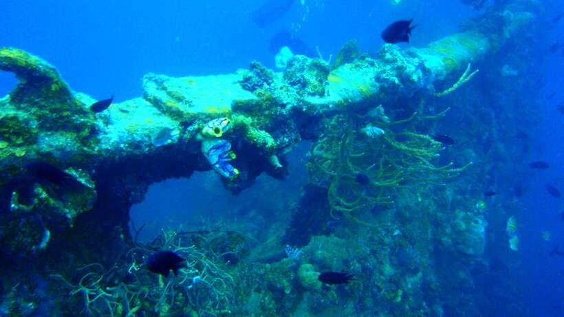 Coron Private Tour D: Reef and Wrecks - Pass Island, picnic-style beach time, and the comfort break you need