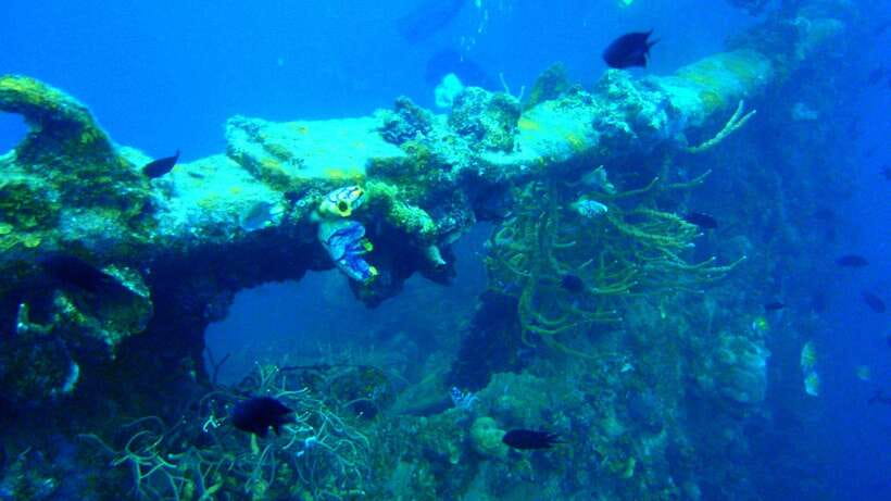 Coron Reef and Wrecks Tour (Private Tour) - Key things to know before you go