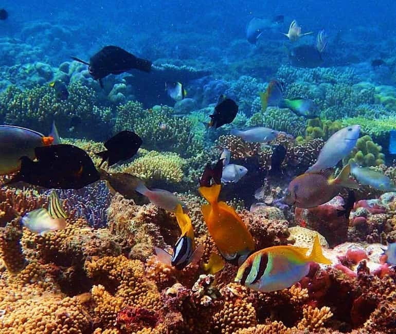 Coron: Siete Pecados & Pukaway Cave Private Tour - Siete Pecados Marine Park: Snorkeling Where the Day’s Best Water Time Happens