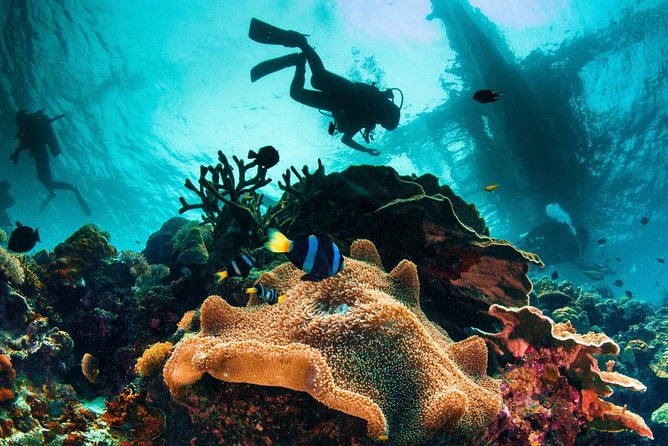 Discover Scuba Diving - Key Highlights Worth Your Attention