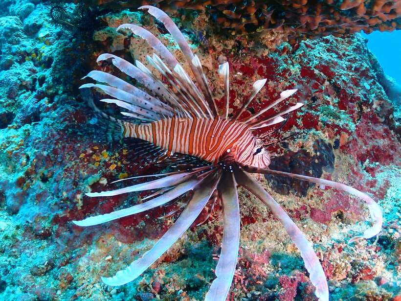 Discover Scuba Diving in Boracay - Key things to know before you try scuba in Boracay