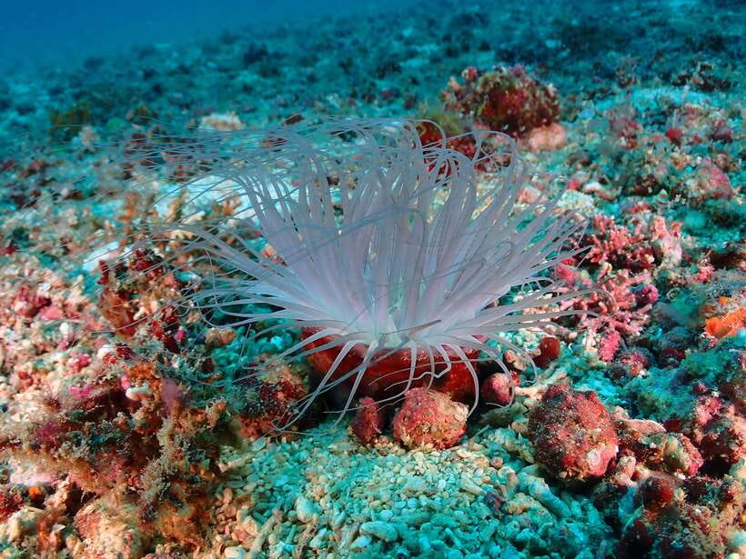 Discover Scuba Diving in Boracay - What you’re really doing in this Discover Scuba course