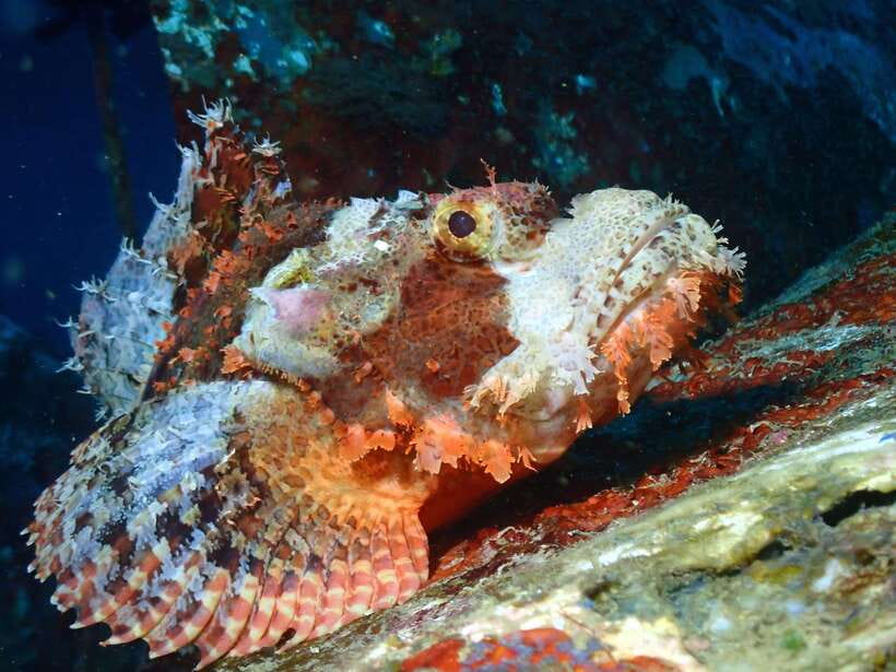 Discover Scuba Diving in Boracay - The 90-minute crash course: what you learn first
