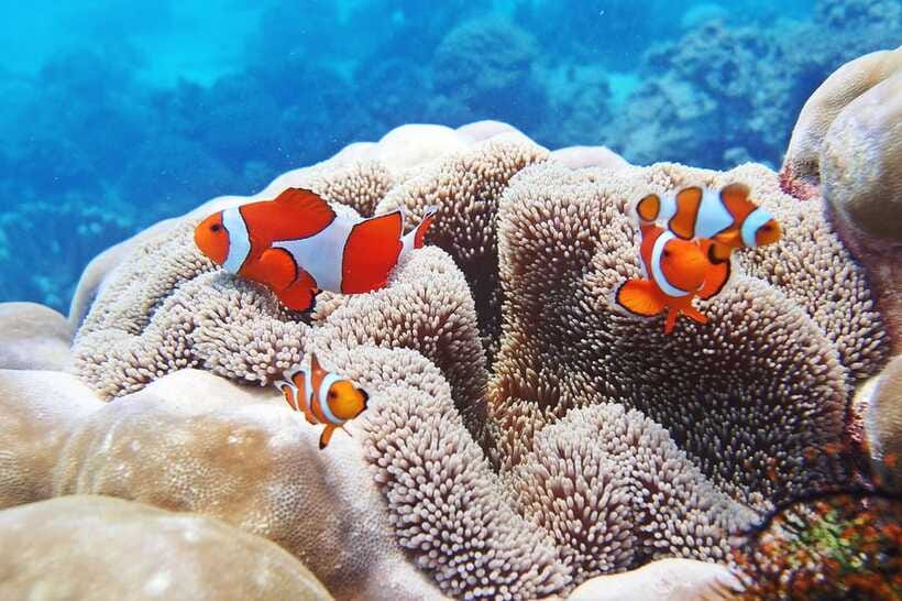 Discover Scuba Diving in Boracay - Photos and video, and how to plan for them