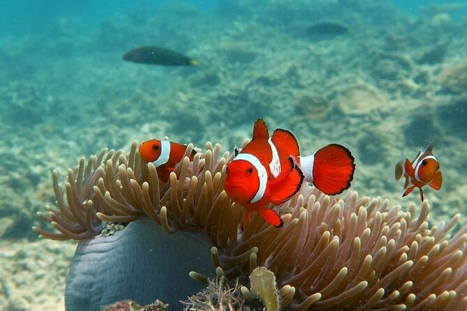 Discover Scuba diving in El Nido - Lunch, photos, and small perks that make the day feel complete